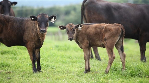 Trois fermes de Chaudière-Appalaches ouvrent leurs portes au public