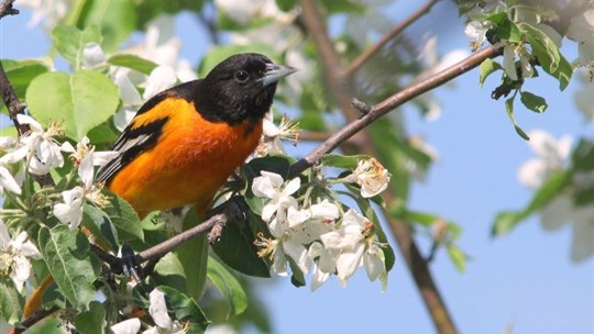 Découvrir les oiseaux qui nous entourent