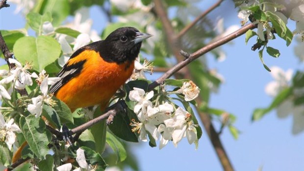 Découvrir les oiseaux qui nous entourent