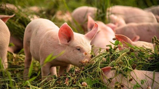 Mise en marché du porc au Québec: duBreton lance une pétition pour sortir du plan conjoint