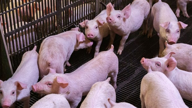 Lettre ouverte aux producteurs de porcs pour la préservation du Grand lac Saint-François  