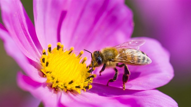 Une campagne de sensibilisation à la protection des pollinisateurs