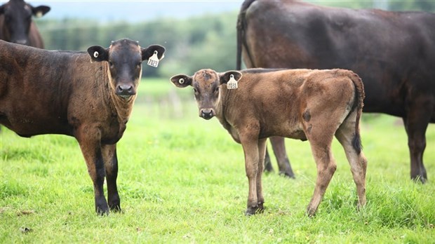 East Broughton: l'abattoir Cliche condamné à verser une amende de près de 20 000$