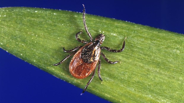 Les risques de maladies infectieuses s'étendent vers le nord