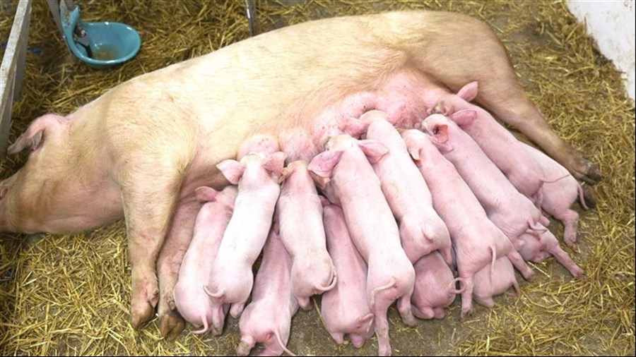 L'entreprise duBreton préoccupée par le rapport sur la filière porcine