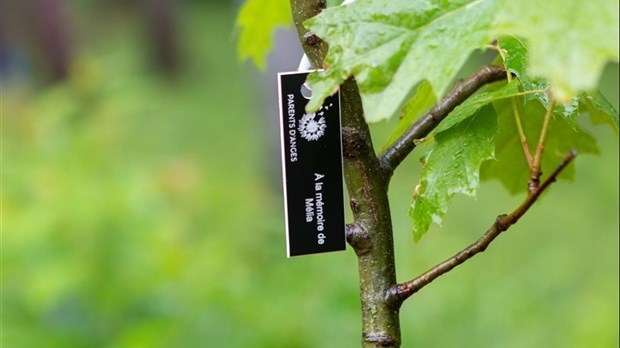 Trente arbres à planter dans le Boisé des Anges