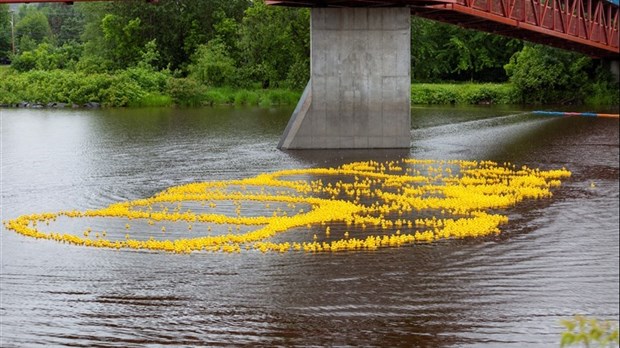 Petits canards: pas de grande course mais maintien du tirage