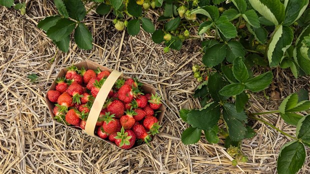 Les conditions climatiques ont un impact direct sur les petits fruits