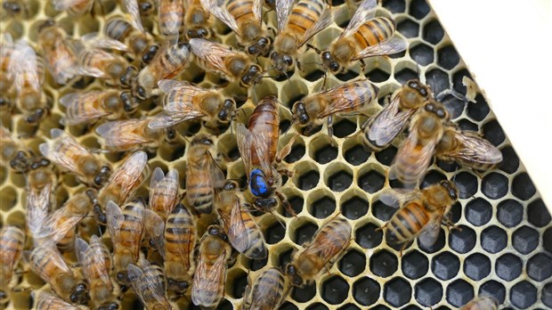 Bilan de mi-saison en assurance récolte en Chaudière-Appalaches