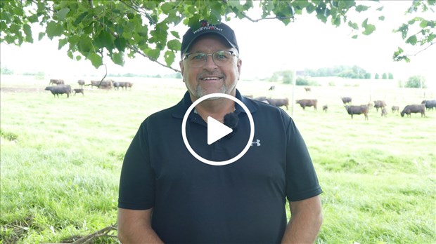 Du bœuf Wagyu en Beauce : rencontre avec Michel Vachon des Élevages Westmount