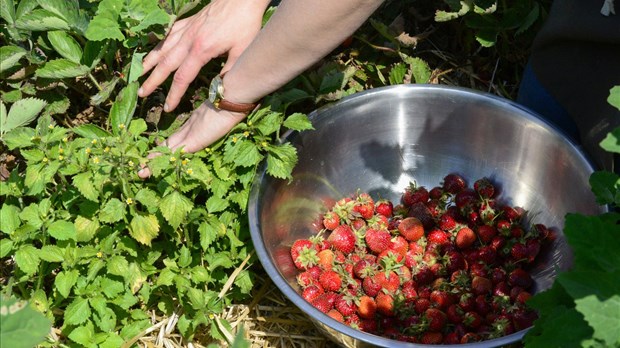 Les changements climatiques menaceraient les récoltes de fraises