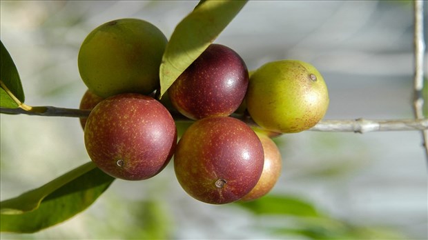 Un petit fruit révolutionne le traitement de la maladie de foie gras non alcoolique