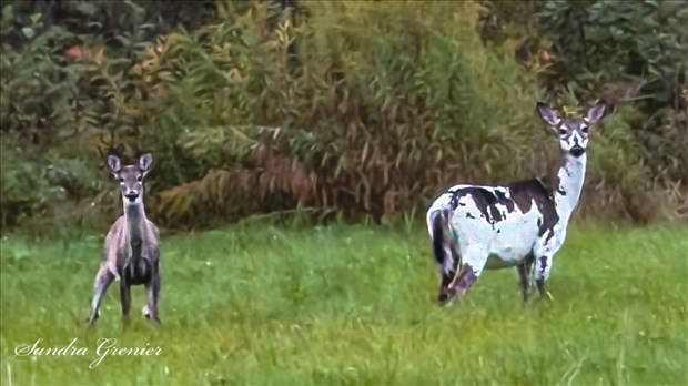 Un «chevreuil-pie» photographié à Saint-Ludger