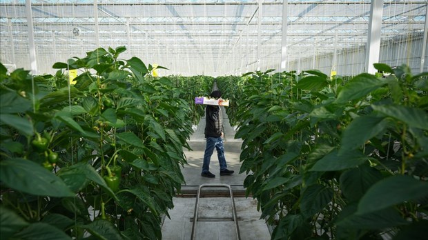 On doit mieux former les producteurs agricoles pour réduire l’insécurité alimentaire