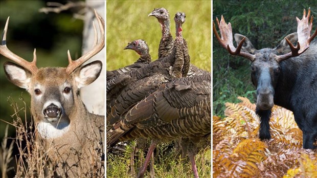 Bilan 2024 des saisons de chasse dans la région