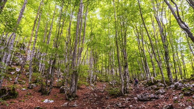 Colloque régional sur les forêts durables