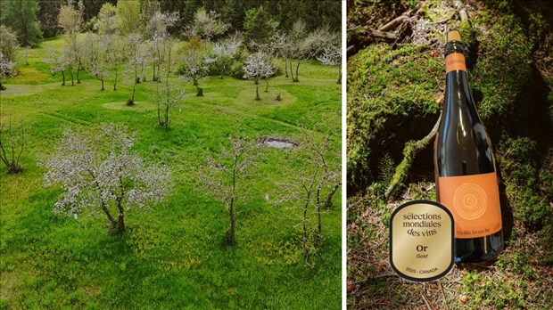 Vieille Branche 2023: un cidre beauceron médaillé d’or