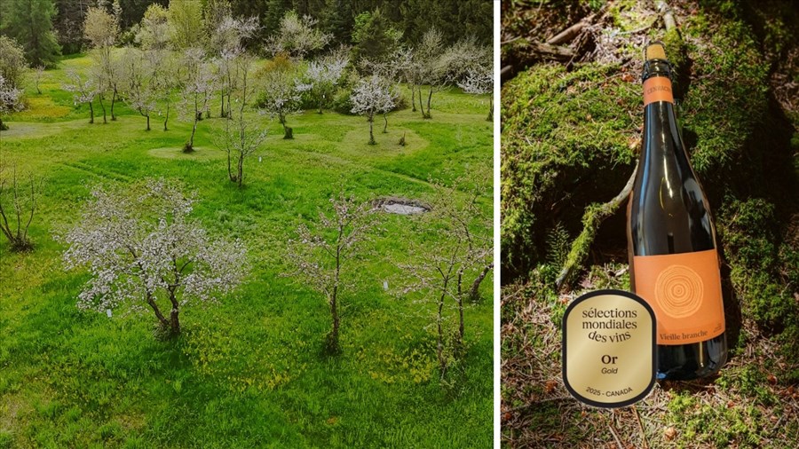 Vieille Branche 2023: un cidre beauceron médaillé d’or
