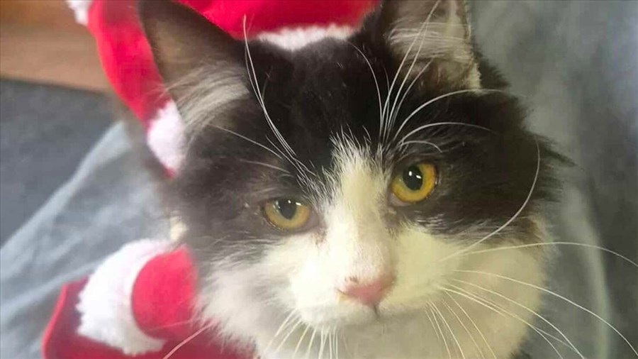 Une campagne pour offrir un Noël aux chats errants