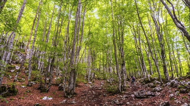Près de 18 000 $ pour l’aménagement durable des forêts publiques