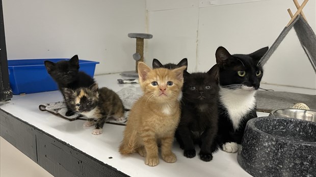 Saint-Gédéon-de-Beauce met en place un programme de stérilisation des chats errants