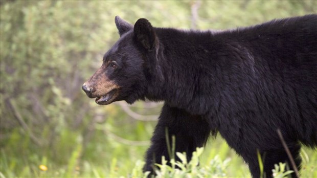 Conservation du territoire: le Québec est premier et l'Ontario est dernière