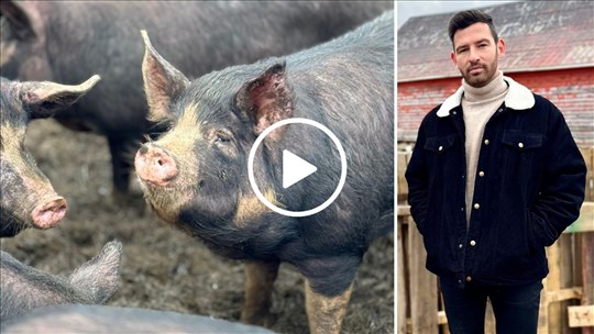 La représentativité des éleveurs de porcs de niche est totalement ignorée — François Grenier-Gagné
