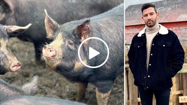 La représentativité des éleveurs de porcs de niche est totalement ignorée — François Grenier-Gagné