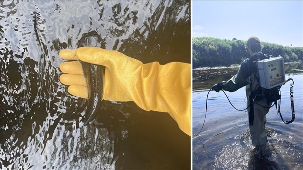 Seize espèces recensées dans quatre affluents de la Chaudière