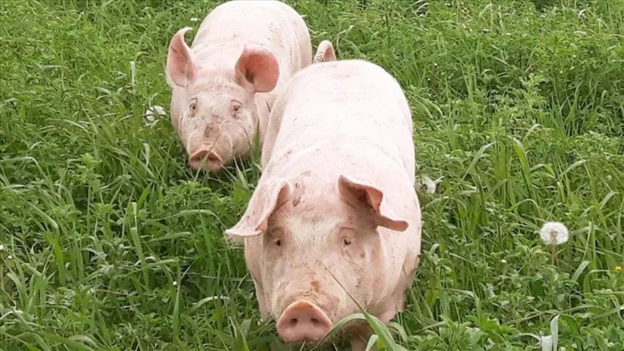 Plan de retrait des producteurs de porc: «un non-sens» dénonce duBreton