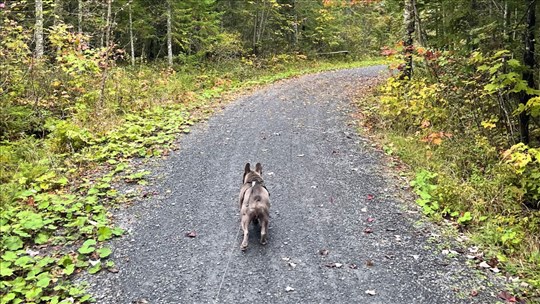 Dix idées de promenade en nature dans la région avec son chien