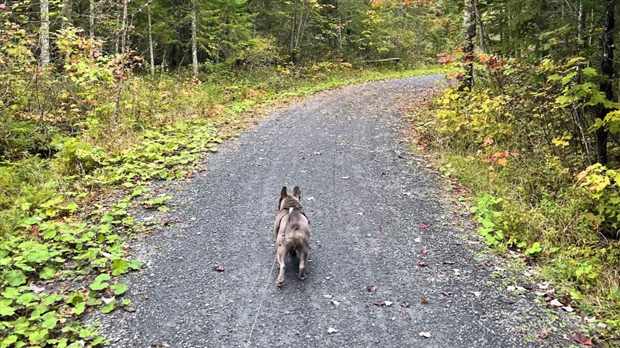Dix idées de promenade en nature dans la région avec son chien