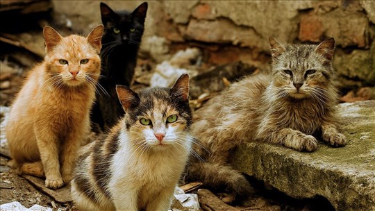 Qui est responsable des chats errants ?