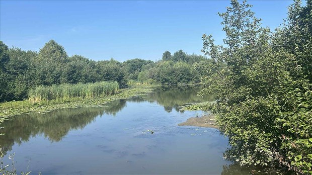Le myriophylle à épis progresse dans un marais à Sainte-Marie