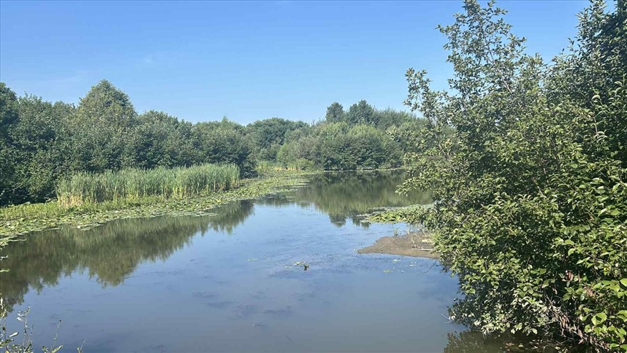 Le myriophylle à épis progresse dans un marais de Scott