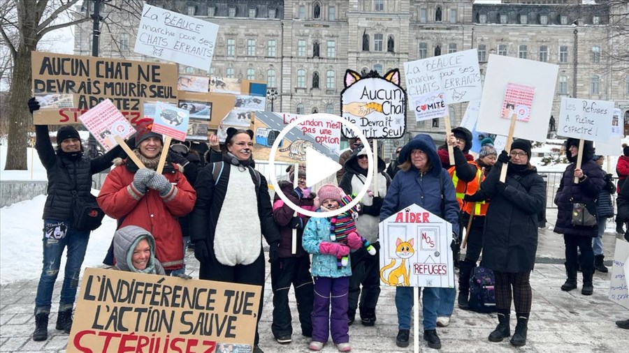 La Beauce présente à la marche pour les chats errants