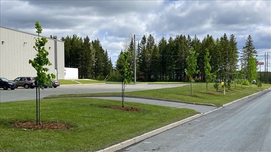 Retour du Programme de verdissement – volet Plantation d’arbres 