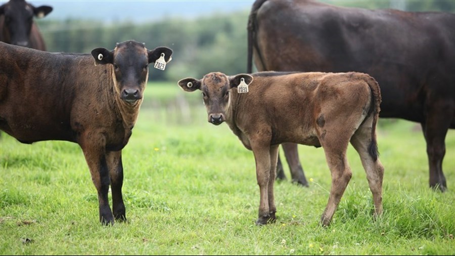 Québec remboursera le coût carbone aux entreprises agricoles
