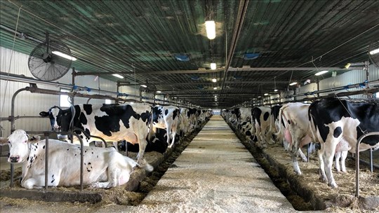 Deux fermes beauceronnes ouvrent exceptionnellement leurs portes aux visiteurs