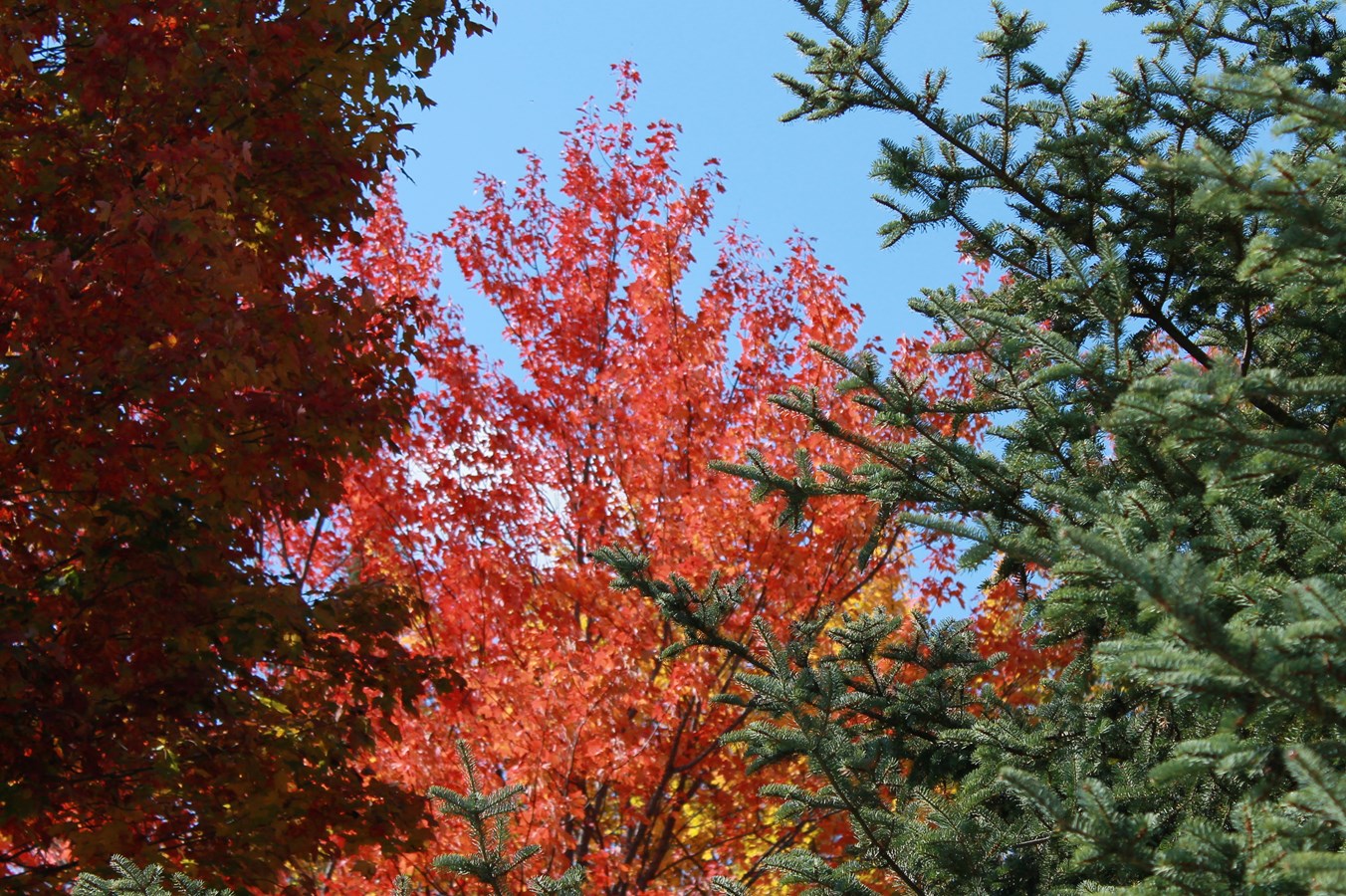 les belles couleurs de l'automne