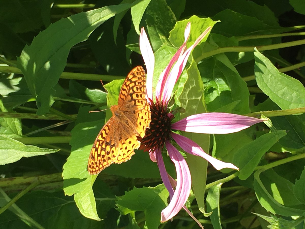 Papillon en liberté 