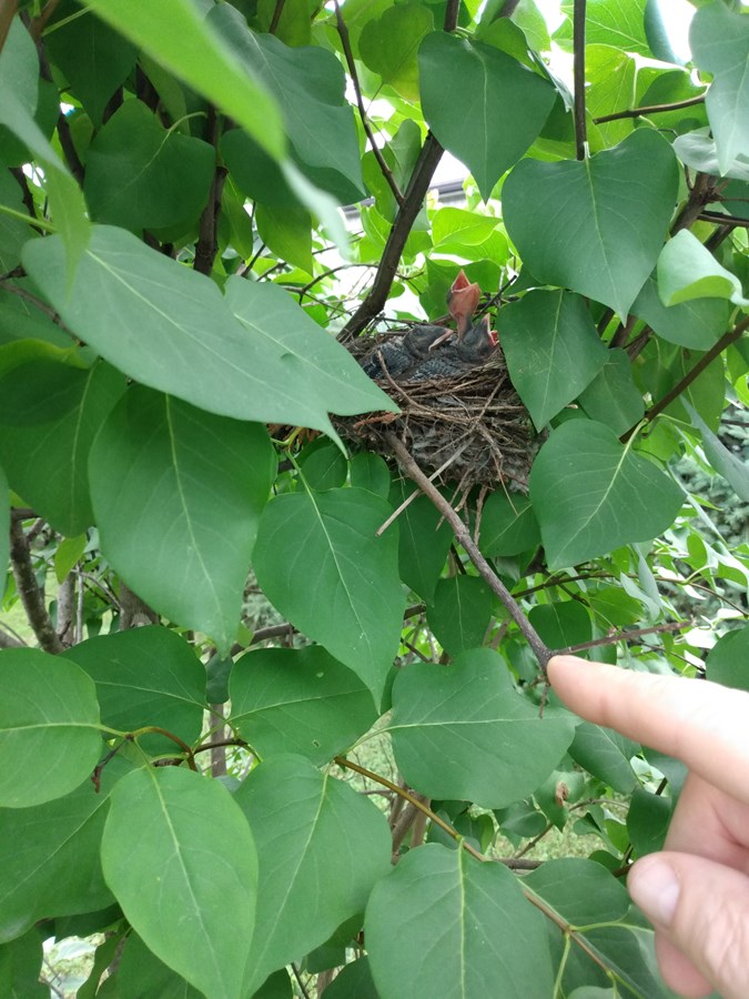 Petit nid d'oiseaux